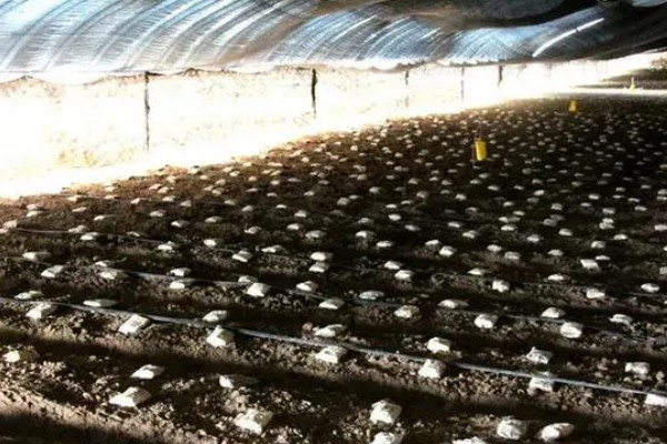 蘑菇虫害怎么农药防治,棚外一定距离可使用敌百虫、敌敌畏等