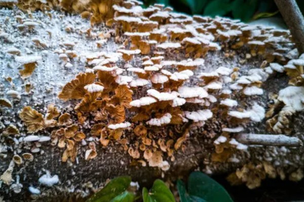 蘑菇虫害怎么农药防治,棚外一定距离可使用敌百虫、敌敌畏等