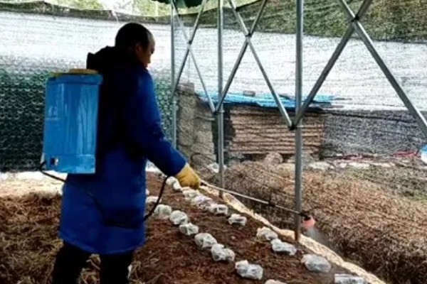蘑菇虫害怎么农药防治,棚外一定距离可使用敌百虫、敌敌畏等
