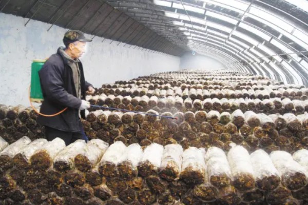 蘑菇虫害怎么农药防治,棚外一定距离可使用敌百虫、敌敌畏等
