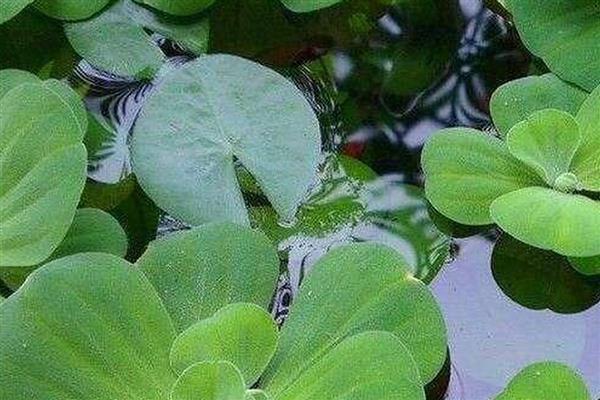 牡丹草水草好不好养,栽培有一定难度