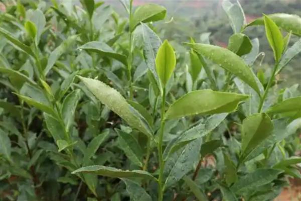 茶树的生长环境,平均气温要达到10℃以上