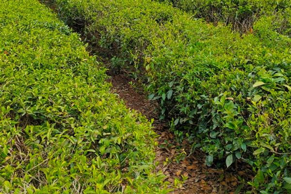 茶树的生长环境,平均气温要达到10℃以上