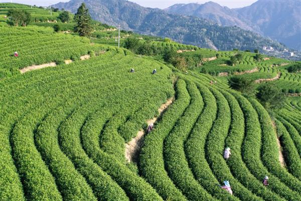 茶树的生长环境,平均气温要达到10℃以上