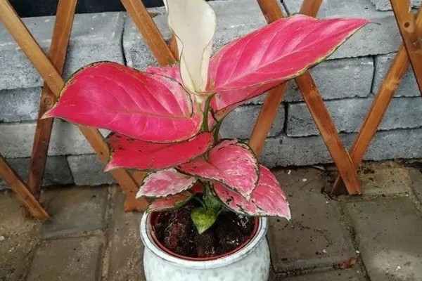 吉利红叶子发软烂掉怎么办,需要及时补水