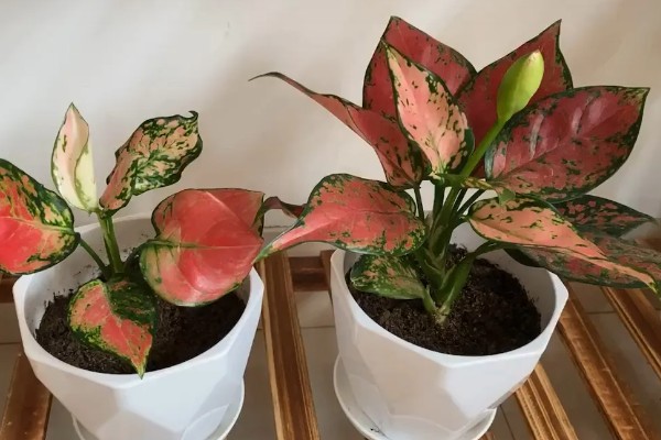 吉利红叶子发软烂掉怎么办,需要及时补水