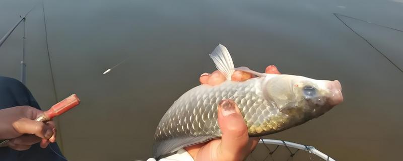 水库钓鲫鱼用什么鱼竿，既可用手竿也可用海竿