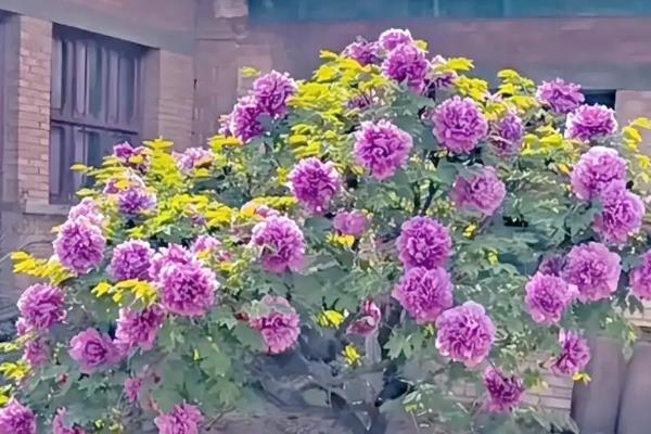 二月份能种牡丹花吗,二月份可以栽种牡丹
