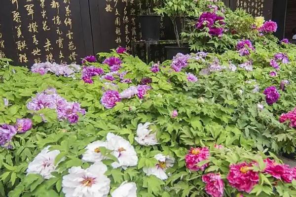 二月份能种牡丹花吗,二月份可以栽种牡丹