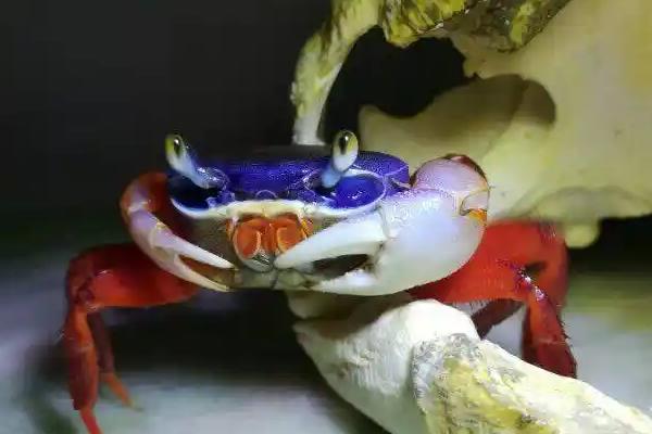 螃蟹会不会认主人,螃蟹不会认主人