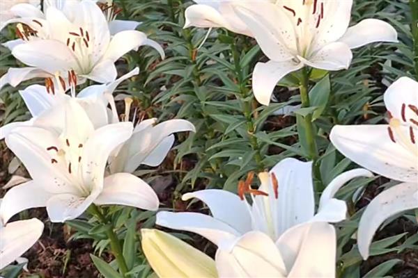 夏天会开什么花,有百合花、美人蕉等