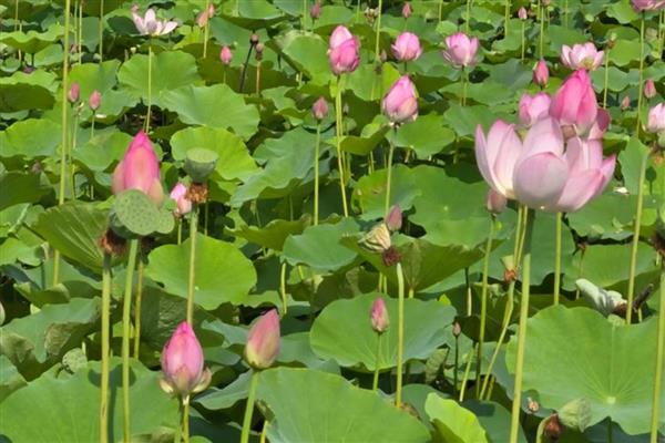 夏天会开什么花,有百合花、美人蕉等