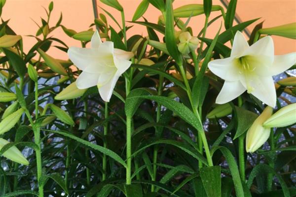 夏天会开什么花,有百合花、美人蕉等