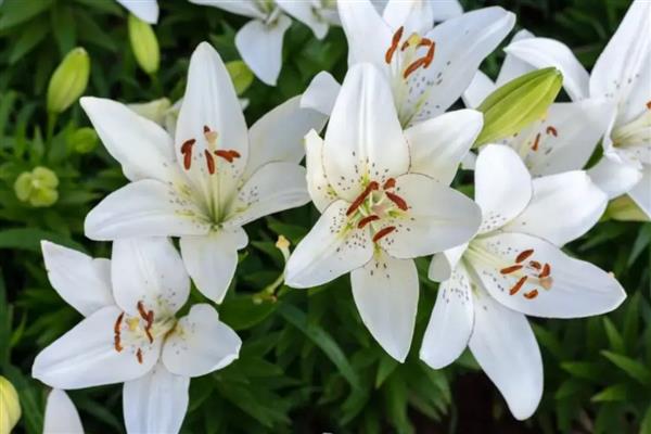 夏天会开什么花,有百合花、美人蕉等