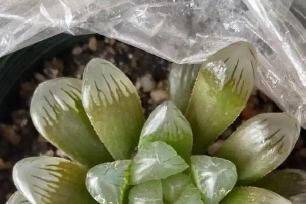 如何防止多肉冻成冰棍，可以用保鲜膜裹住