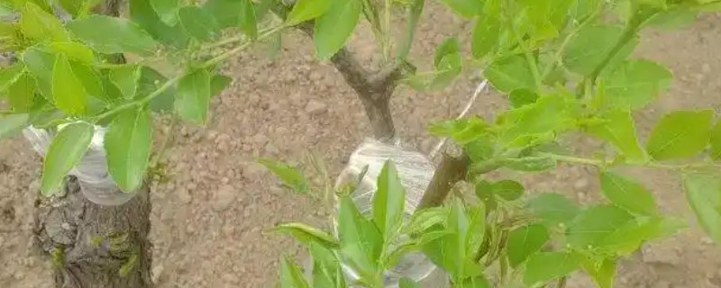 盛夏枣树的嫁接方法，在7月上旬到9月下旬进行