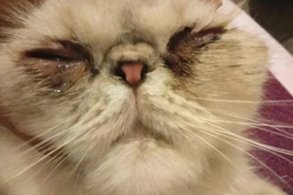 猫鼻支阶段性治疗方式,初阶段给猫咪轻松的环境