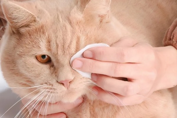 猫鼻支阶段性治疗方式,初阶段给猫咪轻松的环境