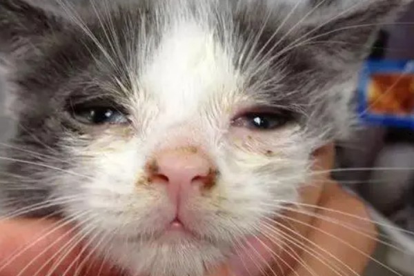 猫鼻支阶段性治疗方式,初阶段给猫咪轻松的环境