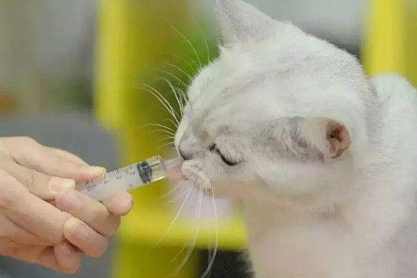 猫鼻支阶段性治疗方式,初阶段给猫咪轻松的环境