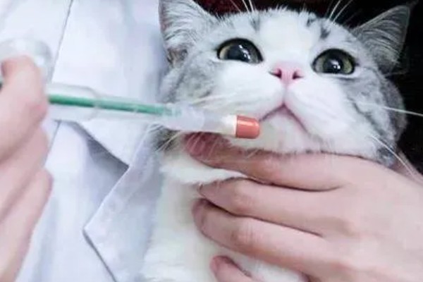 猫鼻支阶段性治疗方式,初阶段给猫咪轻松的环境