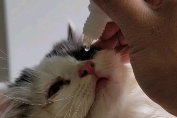 猫鼻支阶段性治疗方式,初阶段给猫咪轻松的环境