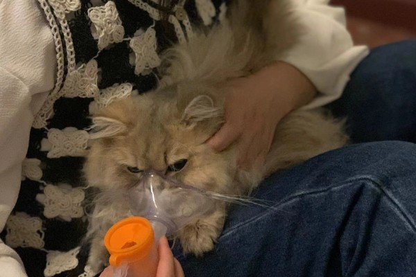 猫鼻支阶段性治疗方式,初阶段给猫咪轻松的环境