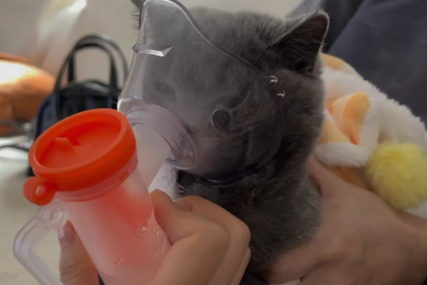 猫鼻支阶段性治疗方式,初阶段给猫咪轻松的环境