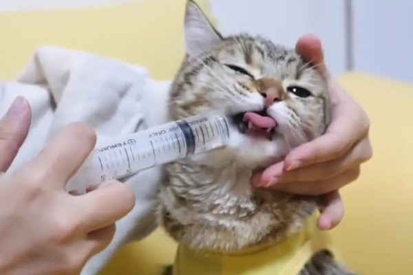 猫鼻支阶段性治疗方式,初阶段给猫咪轻松的环境