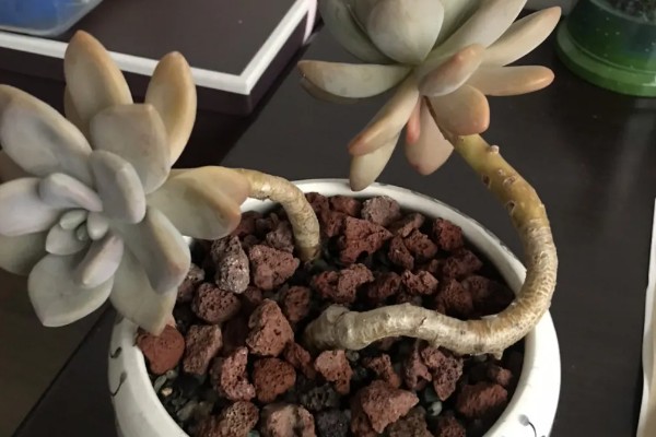 怎么养东美人,喜欢干燥的环境
