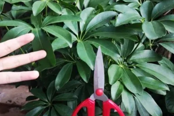 鸭掌木被冻伤如何处理,把室温保持在10-15℃