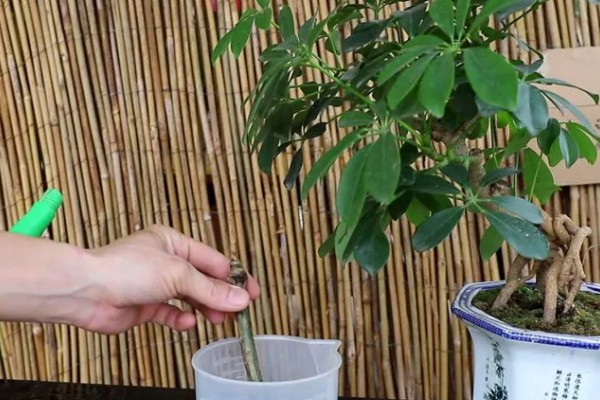 鸭掌木被冻伤如何处理,把室温保持在10-15℃