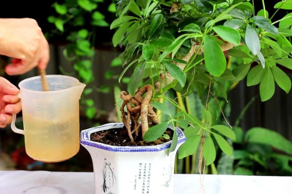 鸭掌木被冻伤如何处理,把室温保持在10-15℃