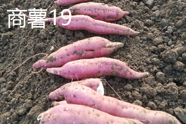 淀粉含量高的红薯品种，商薯19、湘辐1号等品种满足要求