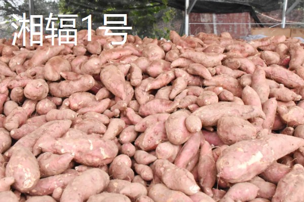 淀粉含量高的红薯品种，商薯19、湘辐1号等品种满足要求