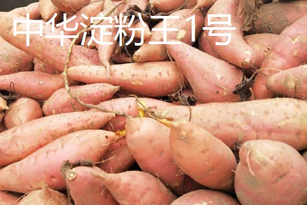 淀粉含量高的红薯品种，商薯19、湘辐1号等品种满足要求