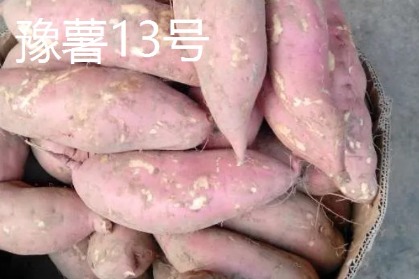 淀粉含量高的红薯品种，商薯19、湘辐1号等品种满足要求