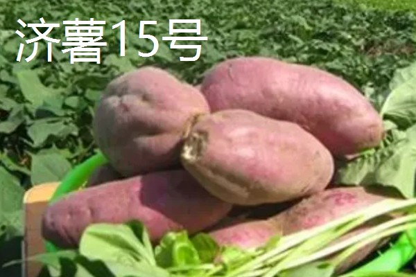 淀粉含量高的红薯品种，商薯19、湘辐1号等品种满足要求