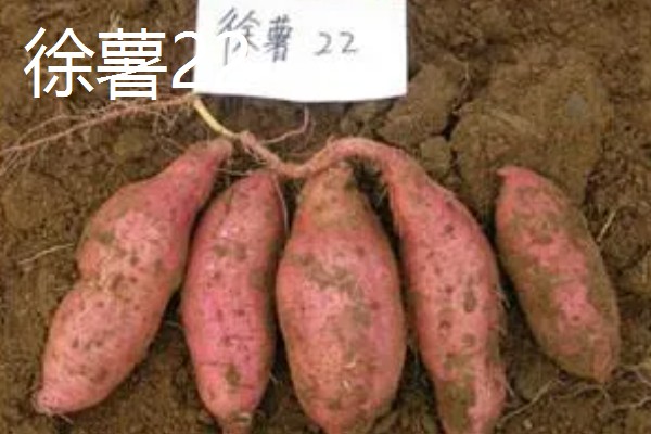 淀粉含量高的红薯品种，商薯19、湘辐1号等品种满足要求