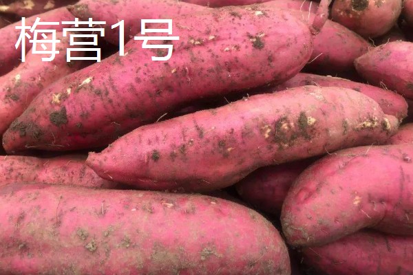 淀粉含量高的红薯品种，商薯19、湘辐1号等品种满足要求