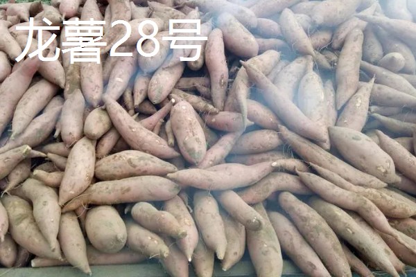 淀粉含量高的红薯品种，商薯19、湘辐1号等品种满足要求