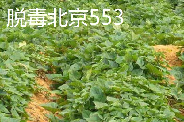 淀粉含量高的红薯品种，商薯19、湘辐1号等品种满足要求