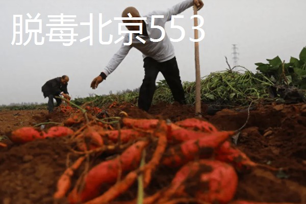淀粉含量高的红薯品种，商薯19、湘辐1号等品种满足要求