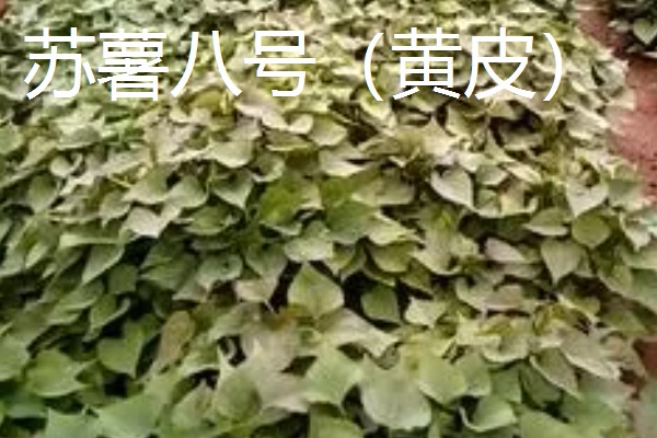 淀粉含量高的红薯品种，商薯19、湘辐1号等品种满足要求