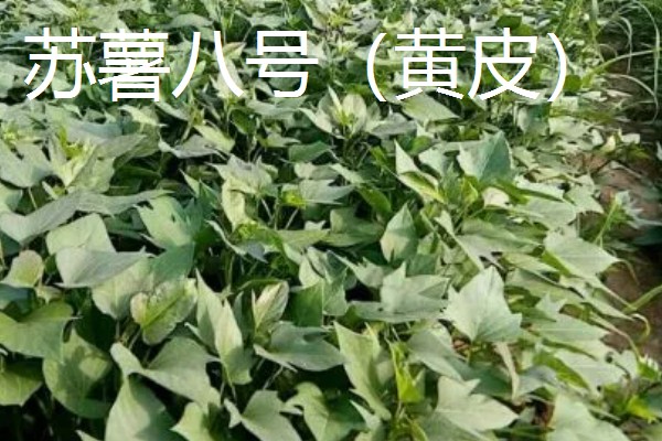 淀粉含量高的红薯品种，商薯19、湘辐1号等品种满足要求