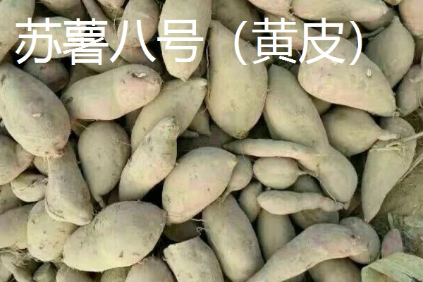 淀粉含量高的红薯品种，商薯19、湘辐1号等品种满足要求
