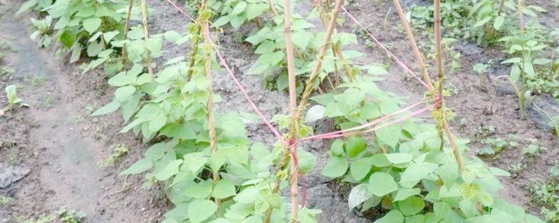豆角何时施肥，生长期间每隔7天追肥一次