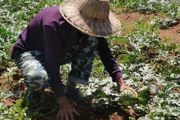 除草剂药害产生原因，可能是产品选用不当所致