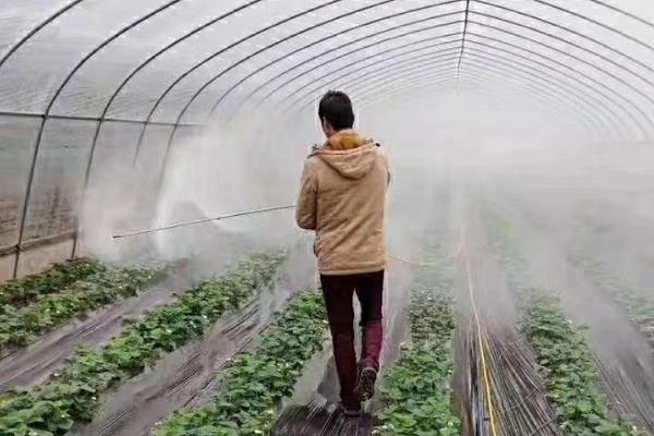 除草剂药害产生原因，可能是产品选用不当所致