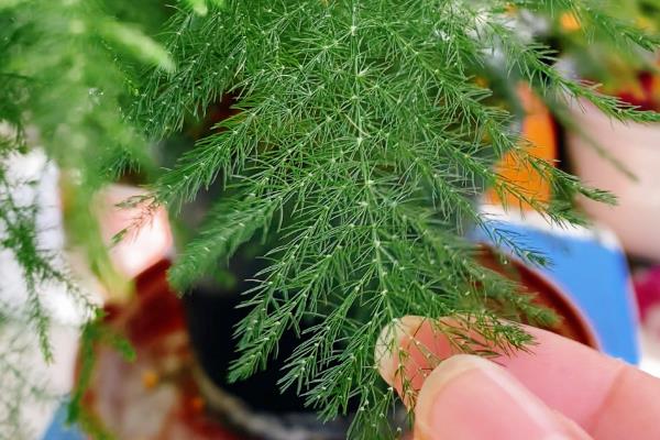 文竹干尖的原因,主要是光照过强、温度过高等因素所致